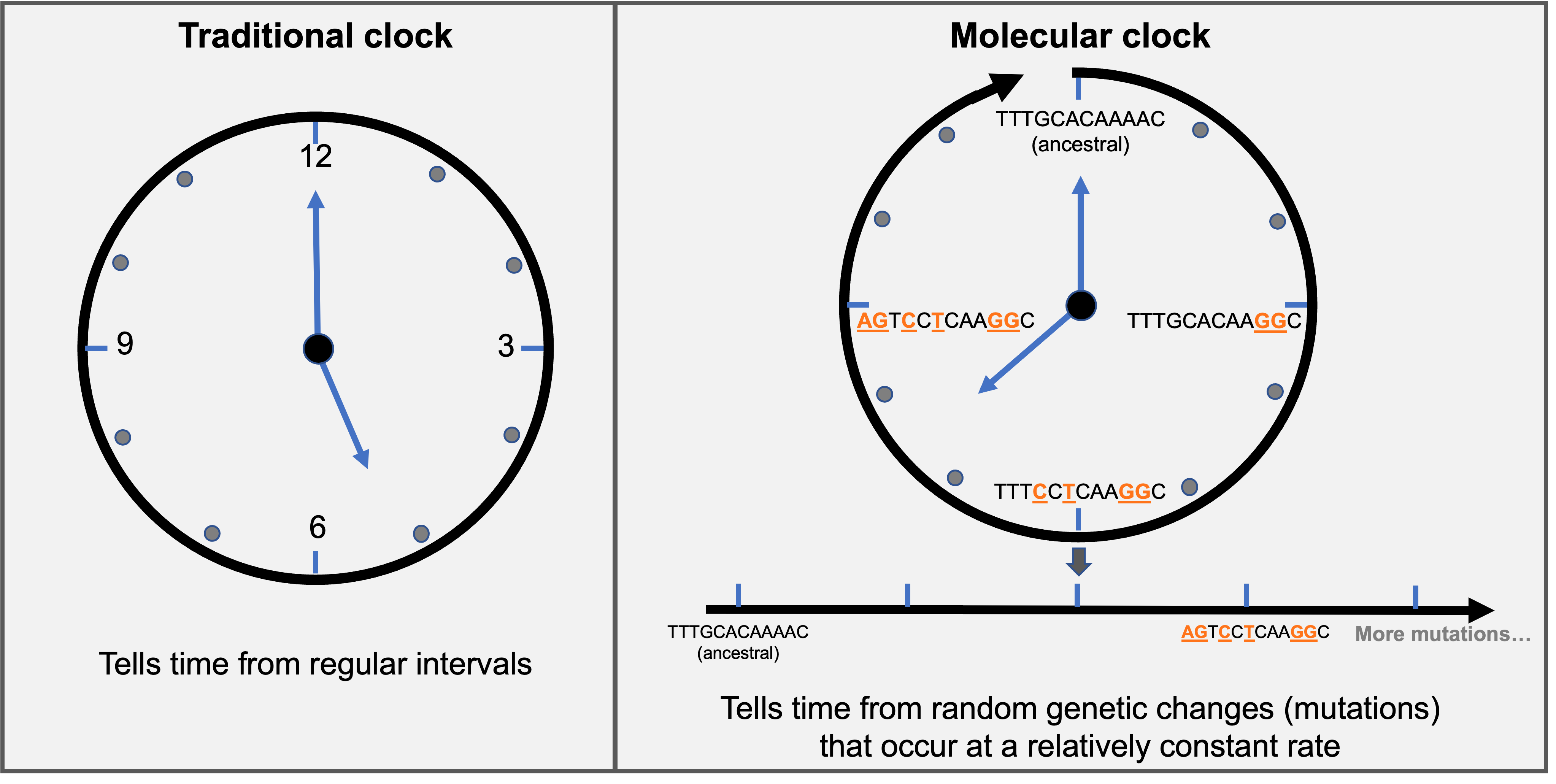 MolecularClock_Schematic.png